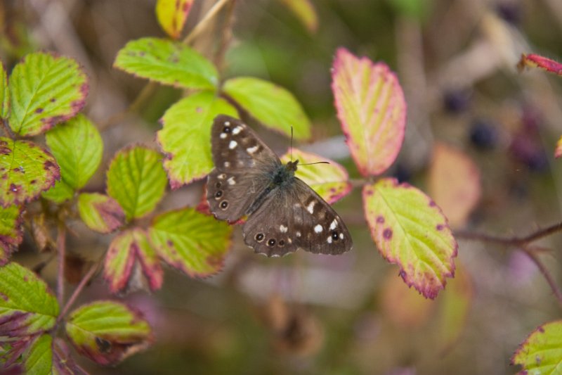 Knockatallon butterfly.jpg